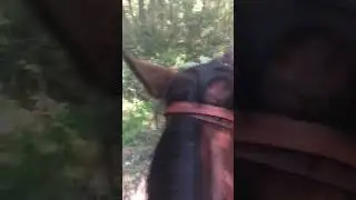 Shelby Forest 9-22-24
