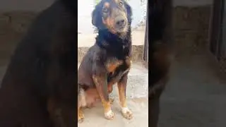नाक से डायमंड निकला 😱😱🐕 #comedy #funny #semi #fun #dog #streetdogpluto #sort #pets