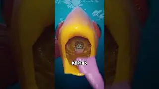 Паразит, который ест язык и становится его заменой! 😱🦐