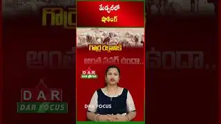Illegal Sheep Blood Racket Busted in Medchal, 180 Blood Packs Seized | Latest updates | DAR FOCUS