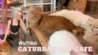 Caturday Cat Cafe in Bangkok!