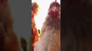 Chicken dance #edit #omgpage #lol #funny #stars #transition #shorts #fun #grwm #asmr