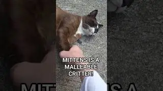 Very trusting Siamese type Bangkok street cat.  Mittens. #cat #catshorts #siamese