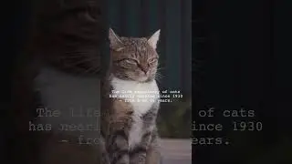 Did YOU know THIS about CATS? Boots Daily #Cat #Fact #Shorts 5 Please Like and Subscribe! 🐱