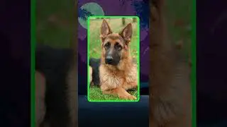 Scooby-Doo Character Studio - New Dog Builder Coming Soon