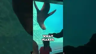 Insane Underwater Tunnel at the Adventure Cove! | The Columbus Zoo | #SHORTS #ZOOTOURS #ColumbusZoo