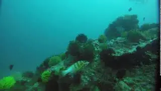 Blacktip Grouper