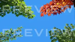 Moving Branches in a Gentle Breeze &ndash; Loop