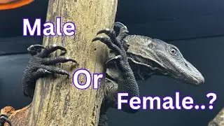 Sexing my roughneck monitor lizard!