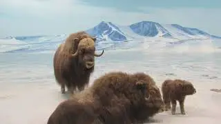 Natural History Museum - African and North American Animals Diorama Halls