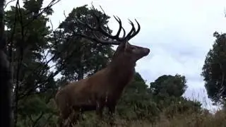 Roaring Red Stags with Wildside Hunting Safaris