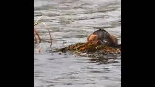 Little Grebe's Floating Nest Building and Eggs | छोटी पन-डुबकी