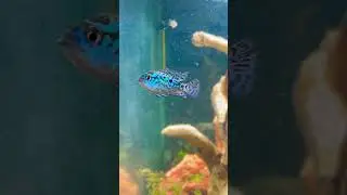 Electric blue Jack Dempsey cichlid