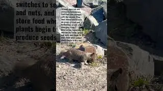 What do ground squirrels eat?#Shorts  #Squirrel #facts