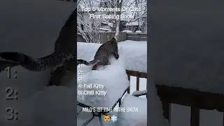 Top 5 Moments Of Cats Seeing Snow For The First Time