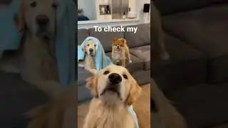 Time to check my Social Media - Dog Version 🐾🐾🐾