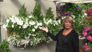 Window Boxes - Introduction