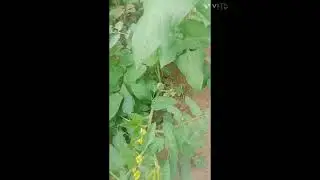  തുടങ്ങാം ❤️നമുക്കുംചെറിയൊരു പച്ചക്കറി കൃഷി🥰🥰