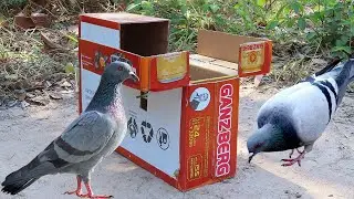 Unique Bird Trap 2023 - Creative Method Pigeon Trap Using Paper Box