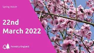 Westonbirt Arboretum spring watch - 22 March 2022
