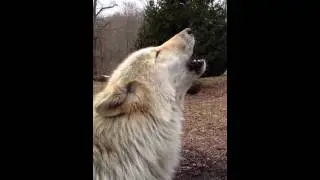 Alawa Sings