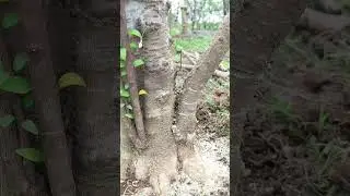 mencoba teknik bending wrightia religiosa #bonsai #bending #grafting