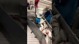 Salmon processing