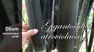 Black bamboo (Gigantochloa atroviolacea) - part 1