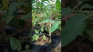 easy! planting tomatoes quickly produces fruit #gardening #growing #tomato