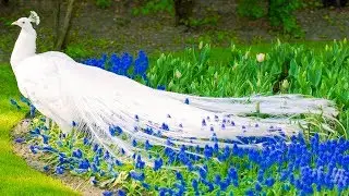 White Peacock Dance in Rain Video