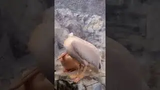 Pink Pelican!