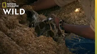 A Snake in a Hay Stack | Jungle Animal Rescue