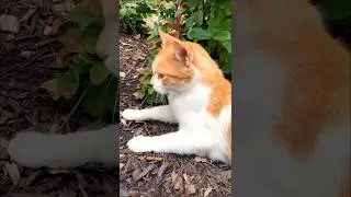 cute cat searching her kitten #cat #kitten #catvideos #cutecat #trending #pets #catlovers #shorts