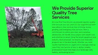 Top Rated Tree Service Provider in San Andreas, CA  | Lone Pine Tree Service