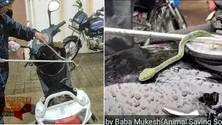 snakes found in scooty & bike green bamboo pit viper & Checkered keelback #viralvideo #information