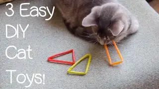 3 Easy DIY Cat Toys!