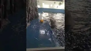 Beluga Whale Uses Hydro Blast to Retrieve Toy || ViralHog