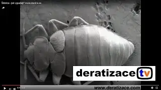 &Scaron;těnice - jak vypadaj&iacute;?  www.stenice.eu