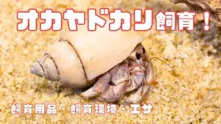 オカヤドカリの飼い方・飼育用品・飼育環境・エサについてまとめました