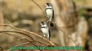 GOLINHA CANTO ESTALO PRA ESQUENTAR 🐤 🐤 🐥 🐥