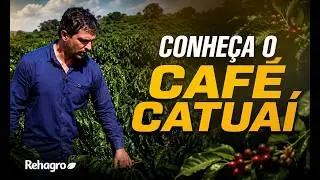 CARACTERÍSTICAS DA CULTIVAR DE CAFÉ CATUAÍ | Por Dentro do Ensino - Café