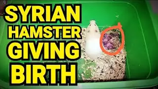 SYRIAN HAMSTER GIVING BIRTH