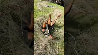 Recall training with our rescue dog 😂 #doberman #dogtraining #rescuedog #dogshorts