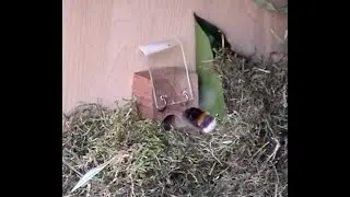 Humlebi indflytning