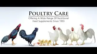 Decvin Labs - Poultry Feed Supplements | 100% Quality Products - Shape the Future of Poultry Health