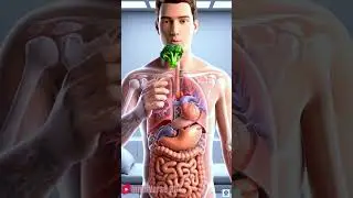 What Happens When You Eat Broccoli | 3D Human Digestive System Animation | Digestive Journey
