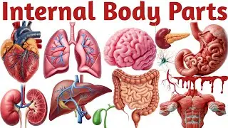 20 Internal Body Parts Name in English & Hindi | Human Body Parts for Kids | शरीर के अंगों के नाम | 