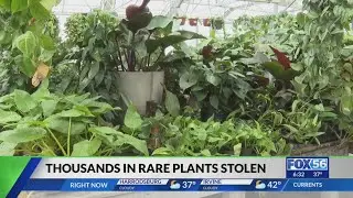 Thousands of dollars in rare plants stolen from Lexington nursery