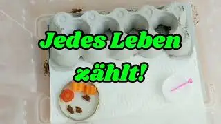 So leben meine Heimchen (Inklusive kurzer F&uuml;tterungsszene⚠️)