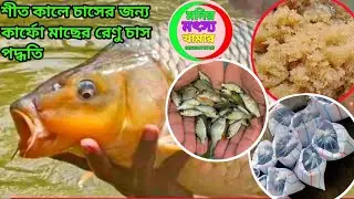 শীত কালে রেণু চাস করার নিয়ম। জাপানি কার্ফো মাছের রেণু বা ধানি পোনা চাস করুন। 01618078723.imo.what's.
